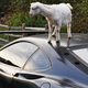Illustration for article titled Damn Goats, Always Getting Their Hoof-marks On My Ferrari